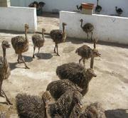 Fresh,  fertile ostrich eggs and chicks for sale. 