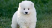 Lovely Samoyed puppy for home care