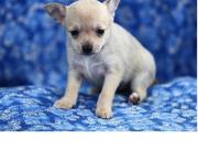 lovely chihuaa puppies for re homing