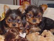 Teacup Yorkie Puppies For Free Adoption