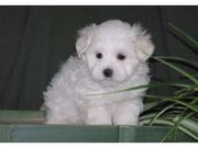  AKC Maltese puppy 