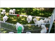 hotest maltese puppies for adoption 