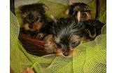  Playful Yorkie Puppies Available for you
