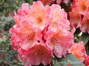 Rhododendrons Delivered to your Door!