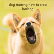 Does Your Dog Bark Uncontrollably? Here’s The Solution