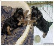 Adorable TEA CUP YORKIE PUPPIES FOR FREE ADOPTION.