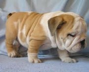 Cute english bulldog for free adoption