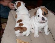 Outstanding English Bulldog Puppies For Adoption