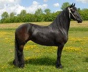 awesome frisian horse for adoption