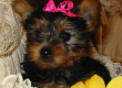 Adorable Male and Female Tea Cup Yorkie Puppies!!!