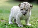 Adorable white baby lion for sale