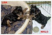 Adroble Yorkie Puppies For Free Adoption 