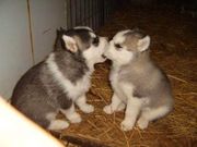 Pair of Siberian Husky puppies for good homes