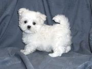  Cute and Adorable Maltese Puppies