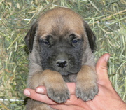 Cute and Adorable English Mastiff Puppies for sale