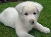  Pure White akita puppy seeking a loving home