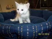 Domestic Short Hair - White - 7877b - Small - Baby - Male - Cat  Read 