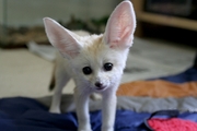 fennec fox,  kinkajou and spotted genet available 