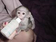 home raised capuchin monkey for adoption(darienrhondia@yahoo.com )